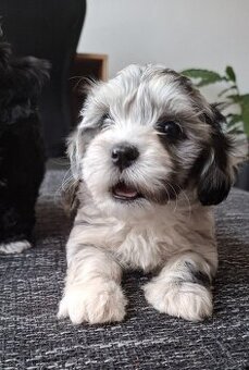 Maltipoo