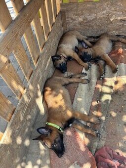 Belgický ovčiak Malinois