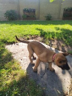 Belgický ovčiak Malinois