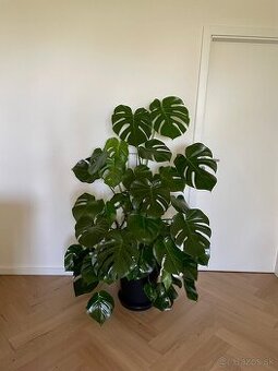 Monstera deliciosa