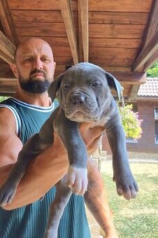 American bully xl