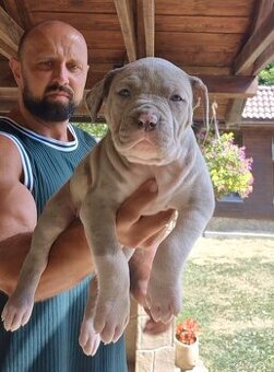 American bully xl