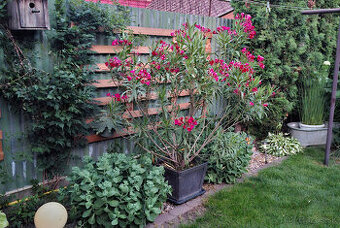Predam Oleander vyska 150cm