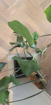 Darujem za odvoz ibovu rastlinu Monstera