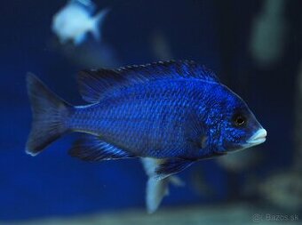 Africké cichlidy