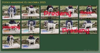 Kangal šteňatá, šteniatka k už odberu