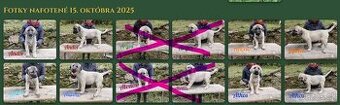 Kangal šteňatá, šteniatka k už odberu