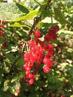 Čierne ríbezle, červené ríbezle, josta, biele ríbezle