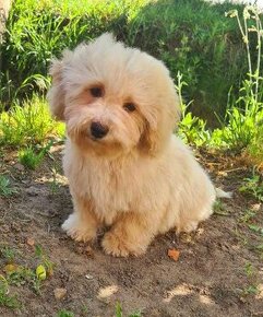 Maltipoo - 1