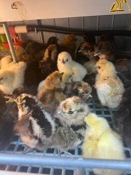 Kuriatka hodvabnicka a ayam cemani