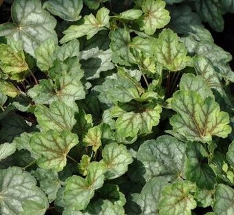 Heuchera zelená s jemnou farebnou kresbou