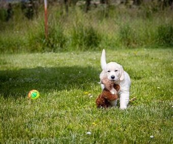 Zlaty retriever golden retriever šteniatka s pp