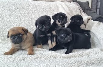 Mops