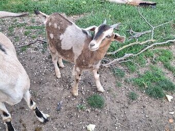 Minikozicky , kozicka , capko