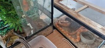 Užovky plus teraria na predaj