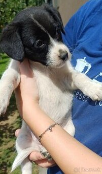 Megi hľadá domov plný lásky