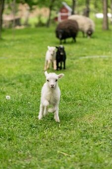 Predáme 3 po dohode kastrovanych mini baranov do chovu.