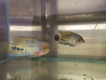 Vieja synspilum blue spotted - 1