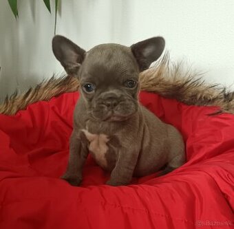 Francúzsky buldoček