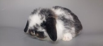Mini Lop - 1
