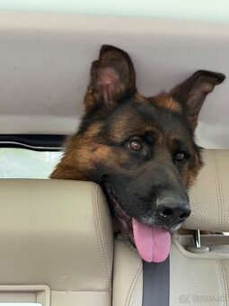 Nemecky ovčiak s Pp len do dobrých rúk