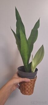 Sansevieria moonshine