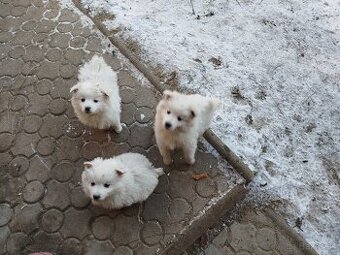 Šteniatka nemeckého špica