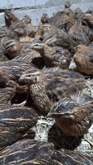 Japonské prepelice  Faraon