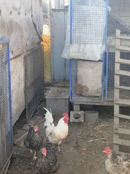 Predám kohúta Sereď