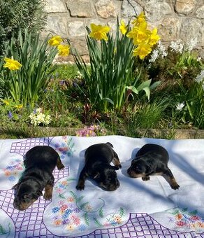 Srnčí ratlík x jack russel