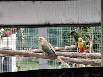 Predám pyrura zelenolíca a alexander malý