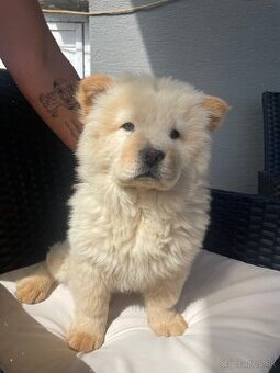 Chow Chow