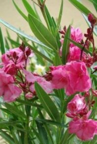 Oleander plnokvetý ružový