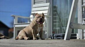 American bully pocket