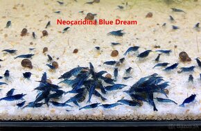 Krevetky neocaridina a Endlerky