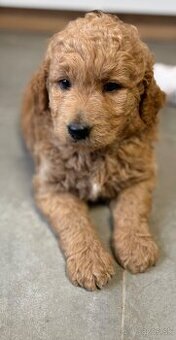 Goldendoodle