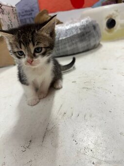 Maciatka micky macata