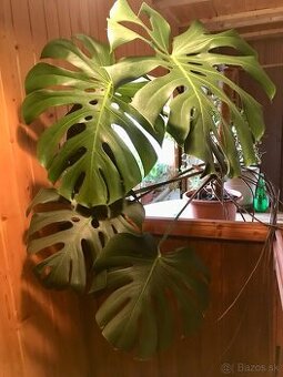 Monstera deliciosa