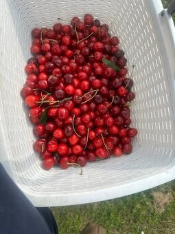 Samozber BIO ceresni