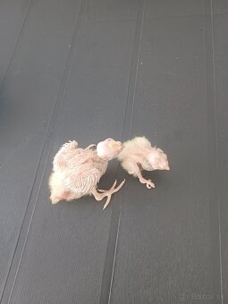 Maličké korelky pár dňove hneď na ručné dokrmovanie