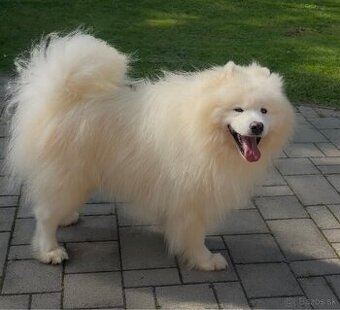 Čistokrvný pes na krytie - Samojed