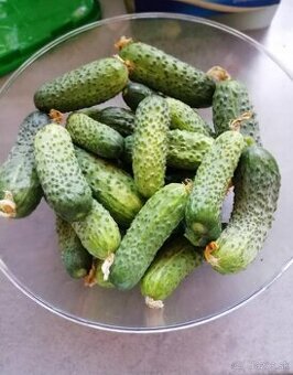 Uhorky nakladačky,Marhule na zavaranie, džem, kvas
