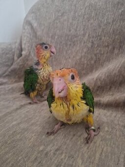 Amazonik bielobruchy