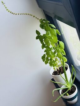 TULSI posvätná bazalka a Aloe v kvetináčoch Petržalka - 1