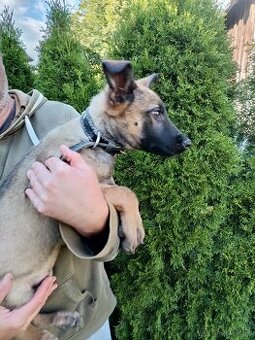 Belgický ovčiak malinois