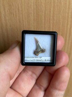 Fosílie žraločích zubov zo Slovenska - 1