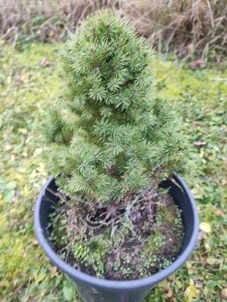 Predám smrek biely,conica.