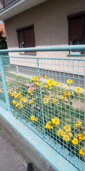 Rodinný dom Pribinova ZM