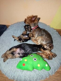 Jorkšírský teriér