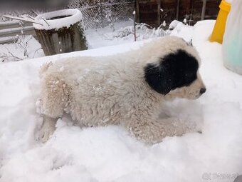 Stredoázijský ovčiak